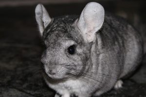 Chinchilla in Freiheit