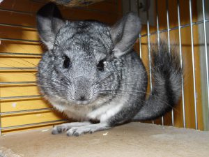 Chinchilla gehalten im Käfig